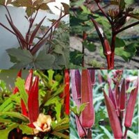 Hạt Giống Đậu Bắp Đỏ Rado 309