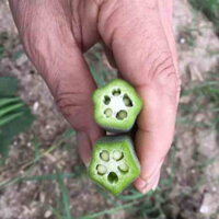 Hạt giống đậu bắp xanh