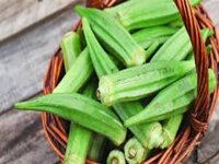 Hạt giống đậu bắp xanh