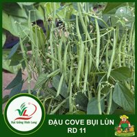 Hạt giống Đậu Cove Bụi Lùn RD 11 - 20g