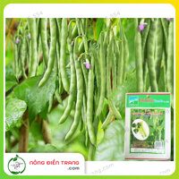 Hạt Giống Đậu Cove Cao Sản Phú Nông Giòn Ngọt - Hạt trắng dạng leo Đậu que - Gói 10g VTNN NÔNG ĐIỀN TRANG