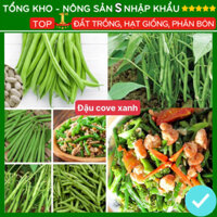 Hạt giống đậu cove xanh F1 năng suất cao dễ trồng kháng bệnh