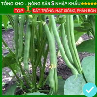 Hạt giống đậu cove xanh lùn siêu quả F1 dễ chăm sóc kháng sâu bệnh - nongsans