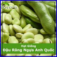 Hạt Giống Đậu Răng Ngựa Anh Quốc To Bè 5 Gam