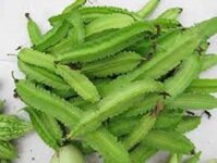 Hạt giống đậu rồng