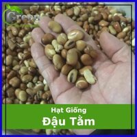 Hạt Giống Đậu Tằm - Vicia faba 5 Gam