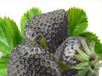 Hạt giống dâu tây đen