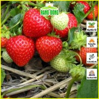 Hạt giống Dâu Tây Đỏ Etna Trái To, Chịu Nhiệt Tốt - Hạt Giống Rạng Đông