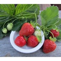 Hạt giống dâu tây đỏ