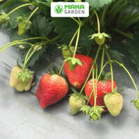 Hạt giống Dâu Tây Etna