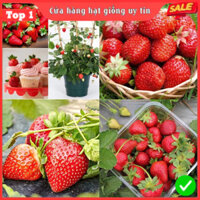 Hạt giống dâu tây F1 Loại chịu nhiệt dễ trồng năng suất cao kháng sâu bệnh ( 50gr ,100gr,200gr )