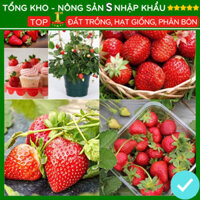 Hạt giống dâu tây năng suất cao F1 chịu nhiệt dễ trồng kháng sâu bệnh ( 50gr ,100gr,200gr )