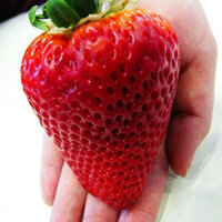 HẠT GIỐNG DÂU TÂY NGỌT QUẢ TO - 50 HẠT