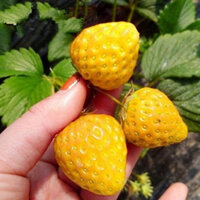 HẠT GIỐNG DÂU TÂY VÀNG - 30 HẠT