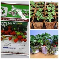 HẠT GIỐNG DÂU TÂY