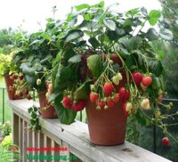 Hạt giống dâu tây