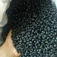 HẠT GIỐNG ĐỖ ĐEN XANH LÒNG