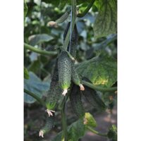 Hạt giống dưa chuột bao tử F1