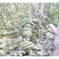 Hạt giống dưa hấu không hạt