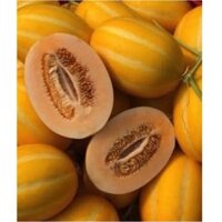 Hạt giống dưa lê ruột cam Hàn Quốc hạt chuẩn nhập khẩu - tỷ lệ nảy mầm 90%