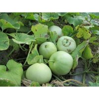 Hạt giống dưa lê siêu ngọt gói 10gam