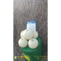 Hạt giống dưa lê siêu ngọt