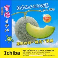 Hạt Giống Dưa Lưới Ruột Xanh ICHIBA - Giống Nhật Bản F1