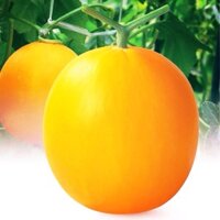 Hạt giống dưa vàng Hàn Quốc