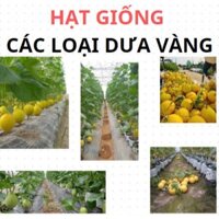 Hạt Giống Dưa Vàng - Năng Suất Cao, Trái Ngọt, Dễ Trồng