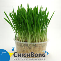 Hạt giống F1 cỏ cho mèo