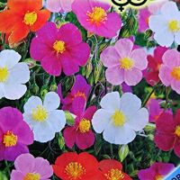 Hạt giống F1 Helianthemum nummularium giống nga