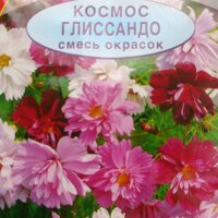 Hạt giống F1 hoa sao nhái kép mix giống Nga