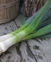 Hạt giống Hành Baro - Tỏi Tây 1gr