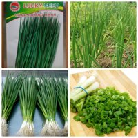 Hạt giống hành lá hành hương thơm xanh LUCKY SEEDS - 5 gr