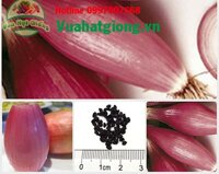 Hạt giống hành tím củ dài