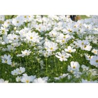 Hạt giống hoa cánh bướm trắng