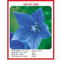 Hạt giống Hoa Cát Cánh 50 Hạt