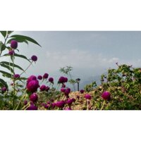 Hạt giống hoa cúc bách nhật tím