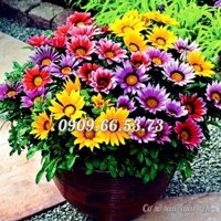 Hạt giống hoa cúc Gazania  Bịch 10 hạt  Mã số 1534