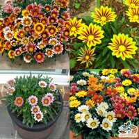 HẠT GIỐNG HOA CÚC HUÂN CHƯƠNG NHIỀU MÀU