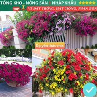 Hạt giống hoa dạ yến thảo rủ petunia F1 (gói 50g, 200g, 300g) mix nhiều màu sắc dễ trồng dễ chăm sóc