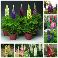 Hạt giống hoa đậu lupin  giá rẻ