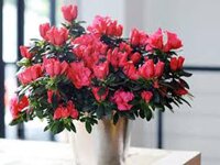 Hạt giống hoa đỗ quyên