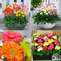 HẠT GIỐNG HOA ĐỒNG TIỀN LÙN NHIỀU MÀU