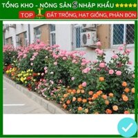Hạt giống hoa hồng bụi F1 dễ trồng dễ chăm sóc tỉ lệ nảy mầm cao gói 100g