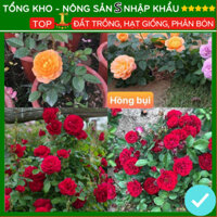 Hạt giống hoa hồng bụi F1 hoa nở đẹp kháng sâu bệnh dễ trồng dễ chăm sóc tỉ lệ nảy mầm cao