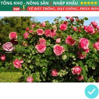 Hạt Giống Hoa Hồng Bụi F1 (100g, 200g, 500g) Năng Suất Cao Có Hướng Dẫn