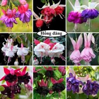 hạt giống Hoa Hồng Đăng, hoa lồng đèn Fuchsia