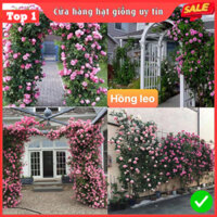 Hạt giống hoa hồng leo pháp F1 mix nhiều màu dễ trồng hoa nở đẹp kháng sâu bệnh[Gói 50gram,100gram.]