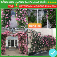 Hạt giống hoa hồng leo pháp Loại F1 mix nhiều màu dễ trồng hoa nở đẹp kháng sâu bệnh[Gói 50gram,100gram.]